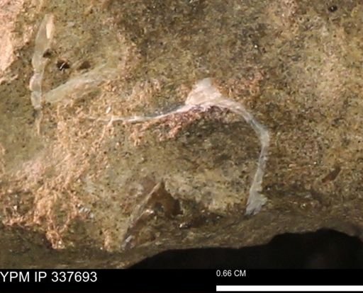 undet. Mollusca