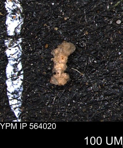 Foraminiferida