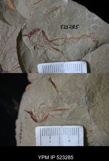 undet. Graptolithina