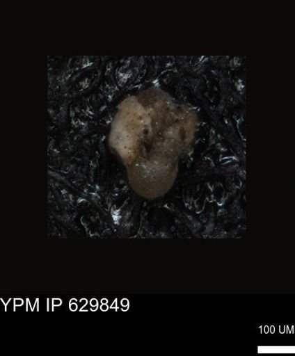 undet. Foraminiferida