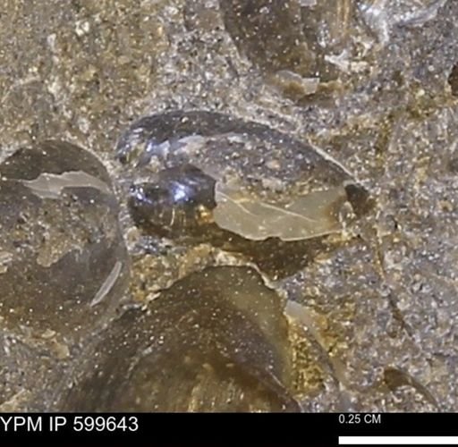 Protocardia subquadrata
