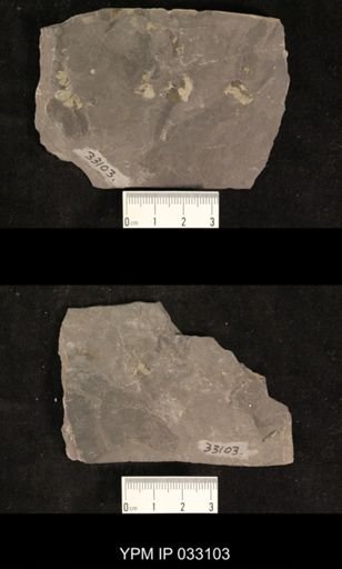 Mormolucoides articulatus