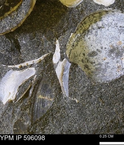 undet. Mollusca