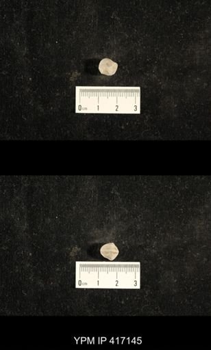 Euphemites carbonarius