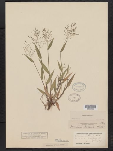 Panicum boreale