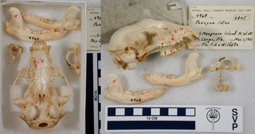 Procyon lotor inesperatus