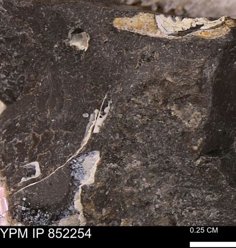 undet. Bivalvia