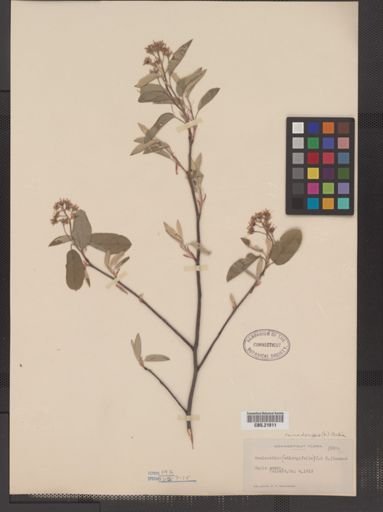 Amelanchier canadensis