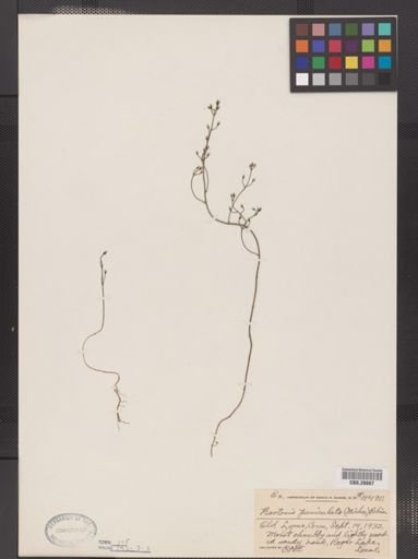 Bartonia paniculata
