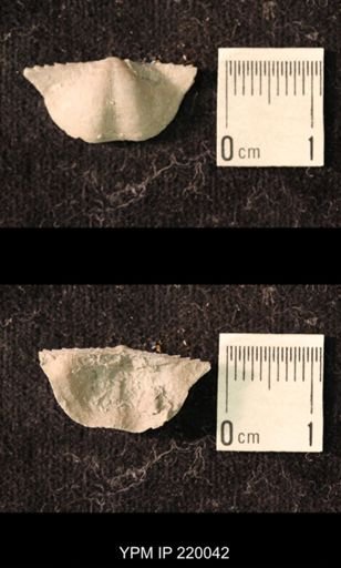 Chonetina flemingi alata