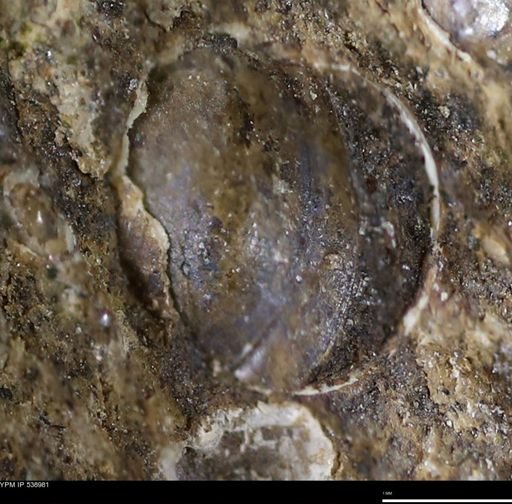Corbulamella gregaria