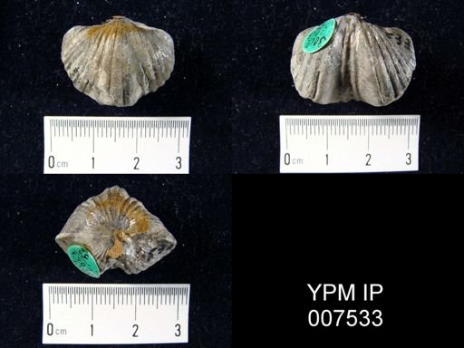Platystrophia biforata