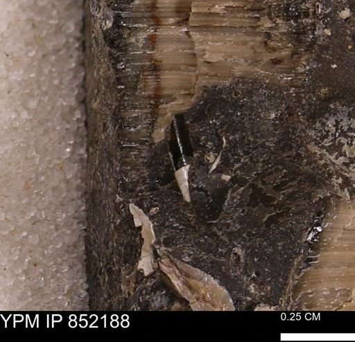 undet. Bivalvia