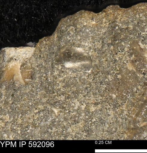 undet. Bivalvia