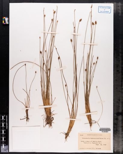 Eleocharis tuberculosa