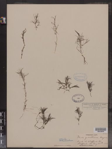 Najas gracillima