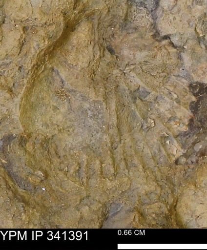 Scaphites sp.