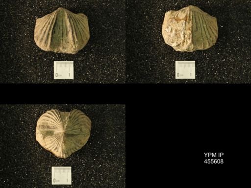 Platystrophia ponderosa