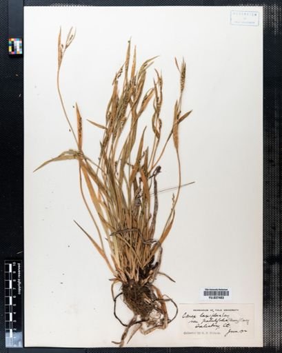 Carex laxiflora