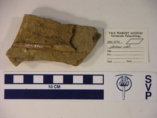 Pterosauria