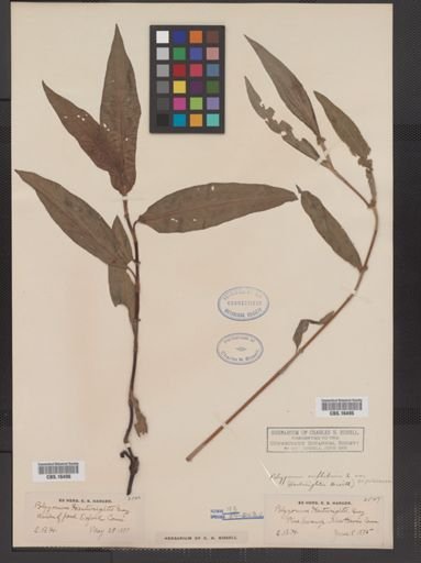Polygonum amphibium