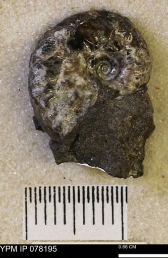 Hoploscaphites comprimus