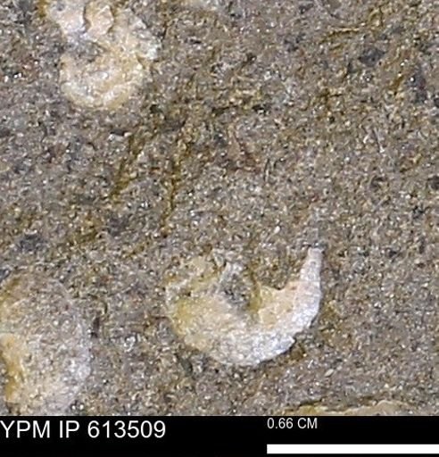 Scaphites sp.