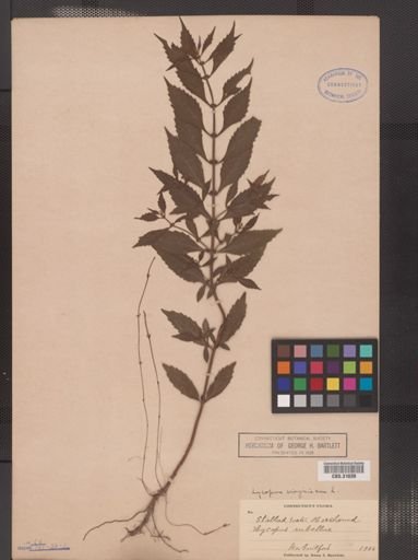 Lycopus virginicus