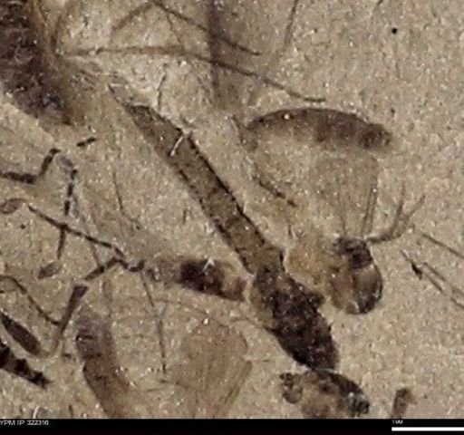 undet. Diptera