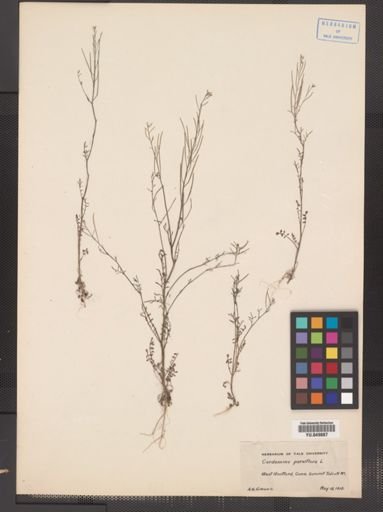 Cardamine parviflora var. arenicola
