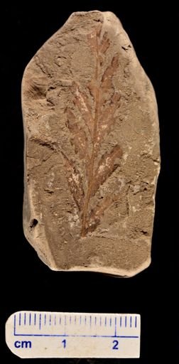 Asplenium dicksonianum