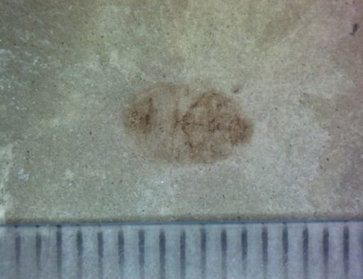 undet. Coleoptera
