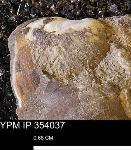 Limopsis striatopunctatus
