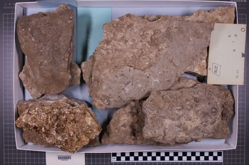 mixed taxa, stratigraphic collection