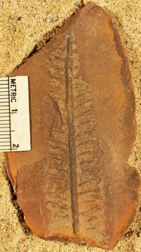 Pecopteris