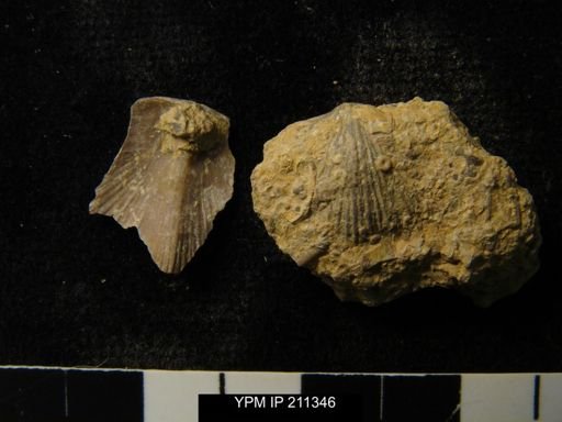 undet. Dalmanelloidea