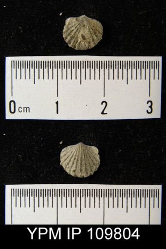 Leptocoelia hemispherica