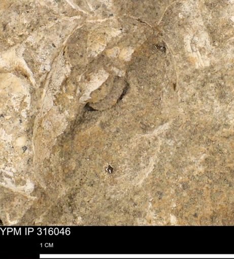 undet. Mollusca