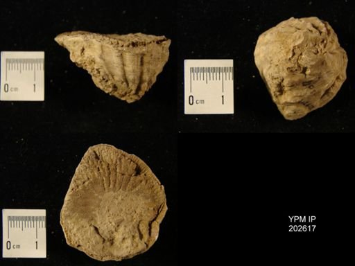 Hippurites canaliculata