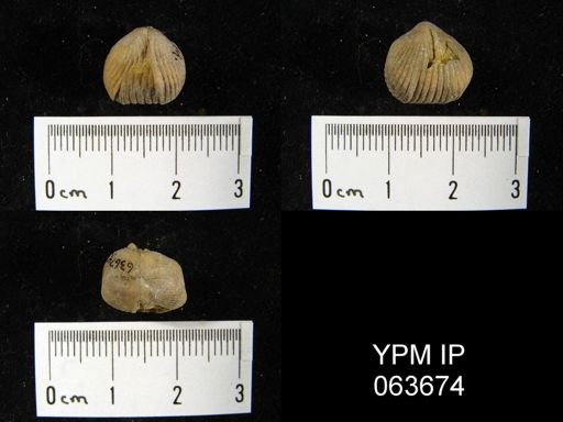 Wilsonella saffordi