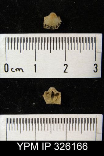 Crurithyris sp.