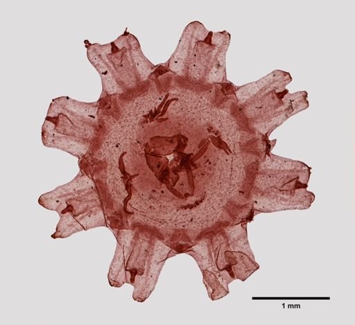 Aurelia aurita