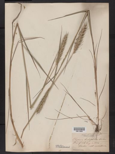 Elymus virginicus