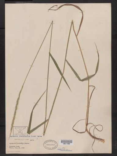 Elymus trachycaulus