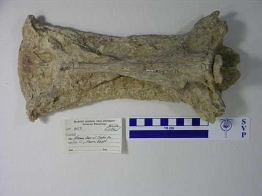 Siluriformes