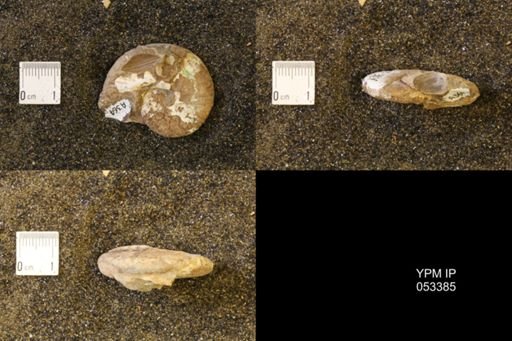 Discoscaphites conradi