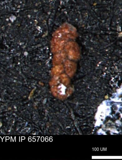 Ammobaculoides phaulus