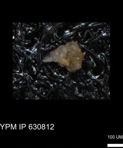 Heterohelicidae?