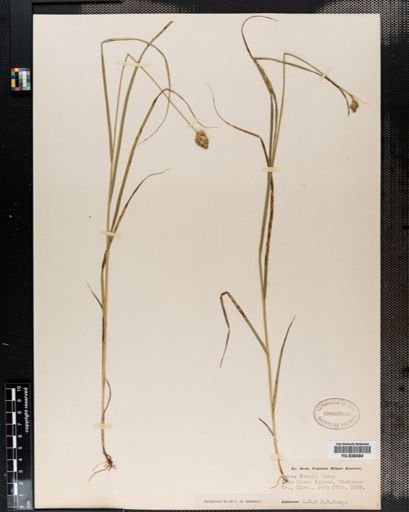 Carex bebbii