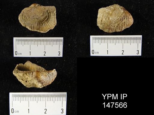 Marginifera lasallensis